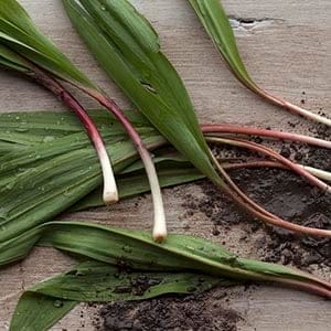fresh Ontario ramps.