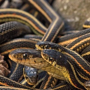 MAC23_PHOTO_ESSAY_SNAKES_FEATURE