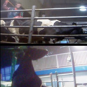 MAC25_ANIMAL_CRUELTY_FEATURE