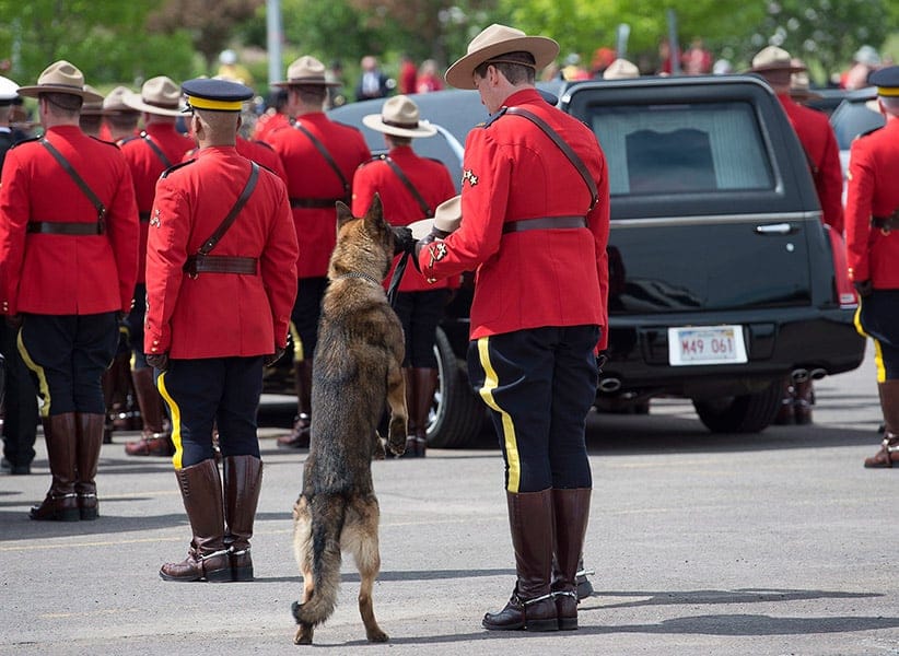 K9 dog Danny, sniffs the stetson of his partner, slain Const. David Ross. (Andrew Vaughan, CP)