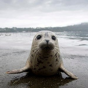 Seal Pups Released 20140924
