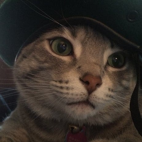 Cat: Misty Owner: Mark Adler, Conservative MP