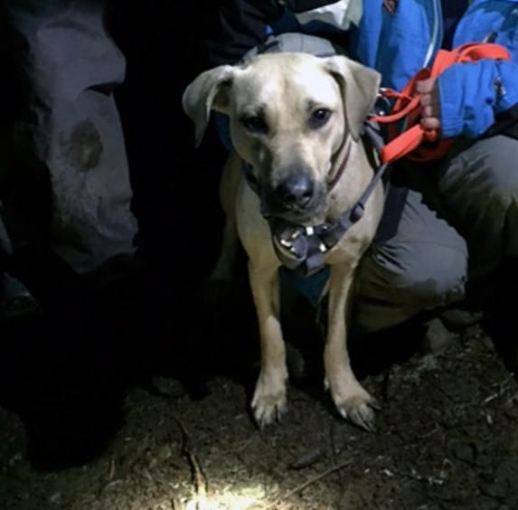 Trapped Dog Rescue