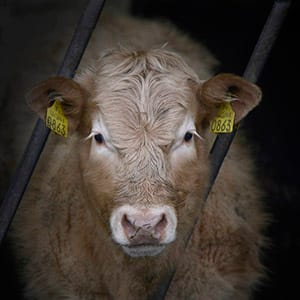 After European Wide 16 Year Ban US Green Light Irish Beef