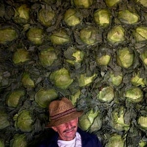 In this Friday, May 1, 2015 photo, Alejo Lopez, 62, sits against the cabbage he sells at the Oriental market in Managua, Nicaragua. (AP Photo/Esteban Felix)