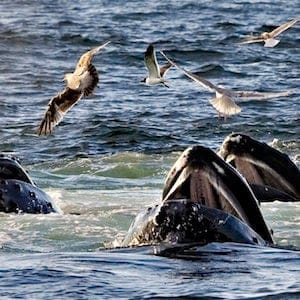 FILE - In a July 11, 2008 file photo, a trio of humpback whales break the surface of the water as they work together in a group behavior known as "bubble feeding" off the coast of Cape Cod near Provincetown, Mass. Efforts to save endangered animals are making a measureable difference, even as a fifth of the world's backboned species _ mammals, birds, reptiles, amphibians and fishes _ are threatened with extinction, a huge new analysis says. (AP Photo/J. Scott Applewhite, File)