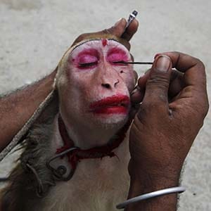 A man applies kohl eye make up to his pet monkey, named Gulabo (pinky), before it performs tricks for money along streets in Karachi, Pakistan, May 31, 2015. (Akhtar Soomro/Reuters)