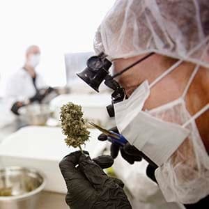 Director of Quality Assurance Thomas Shipley prunes dry marijuana buds before they are processed for shipping at Tweed Marijuana Inc  in Smith's Falls, Ontario, April 22, 2014. By unlocking the once-obscure medical marijuana market, Canada has created a fast-growing, profitable and federally regulated industry with a distinct appeal to the more daring global investor. About a dozen producers of the drug will find themselves in the spotlight this year as they consider going public or prepare to so through share sales or reverse takeovers to capitalize on recent regulatory changes, investment bankers said. Tweed Marijuana Inc, which converted an old chocolate factory into a marijuana farm, led the pack by becoming the first publicly held Canadian company in the sector. Picture taken April 22, 2014.    REUTERS/Blair Gable (CANADA - Tags: HEALTH DRUGS SOCIETY BUSINESS AGRICULTURE) - RTR3TJ5P