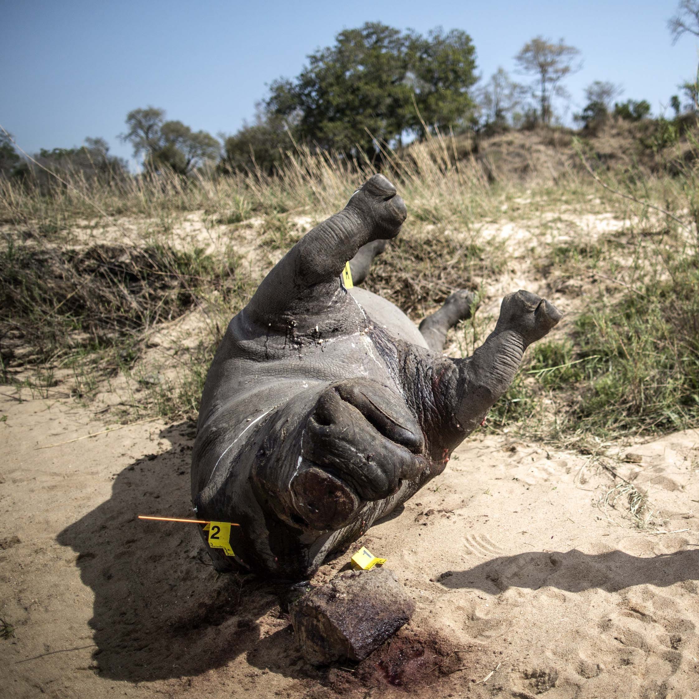 The carcass of a poached and mutilated white rhino lies on the banks of a river as a South African Police Services forensic investigator works on the crime scene on September 12, 2014 at Kruger National Park. As investigators comb a scene of a dehorned rhino in  South Africa's Kruger National Park,  its horn is likely to have already been smuggled out of the country to Asia, highlighting the extent of organised poaching cartels threatening the endangered species. AFP PHOTO/MARCO LONGARI        (Photo credit should read MARCO LONGARI/AFP/Getty Images)