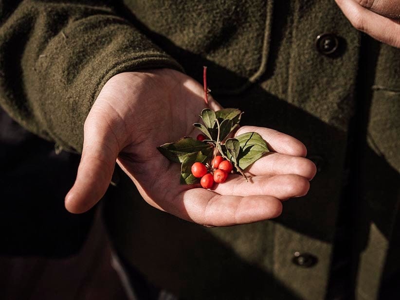 Wild, foraged Alberta rose hips.

Photograph by Mark Mahaney