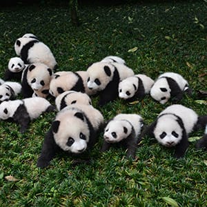 NGAWA, CHINA - OCTOBER 24:  (CHINA OUT) New born baby giant pandas appear at China Conservation and Research Center for the Giant Panda on October 24, 2015 in Ngawa Tibetan and Qiang Autonomous Prefecture, Sichuan Province of China. 26 giant pandas were born at China Conservation and Research Center for the Giant Panda in Ngawa this year and 23 survived.  (ChinaFotoPress/Getty Images)