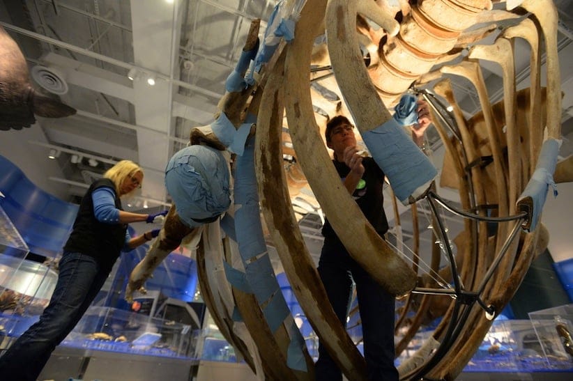 Conservators Carolyn Leckie, right, and Luci Cipera remove poultices with ammonia as they clean the skeleton of a Blue Whale during the Canadian Museum of Nature's annual cleaning week in Ottawa on Wednesday, January 7, 2015. (Sean Kilpatrick/CP)