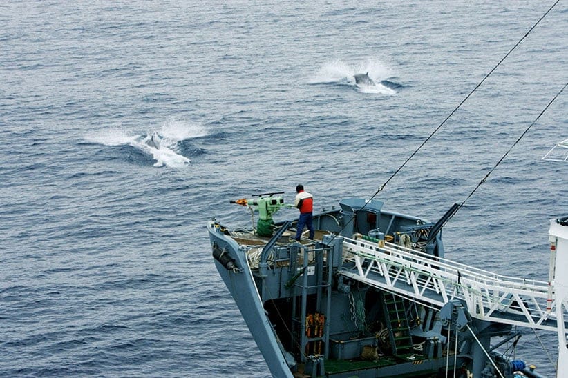 Two Minke whales flee in front of the harpooner of the 'Yushin Maru No.2' Japanese whaling catcher ship. 12 Jan 2006 (Sutton-Hibbert/Rex Features/CP)