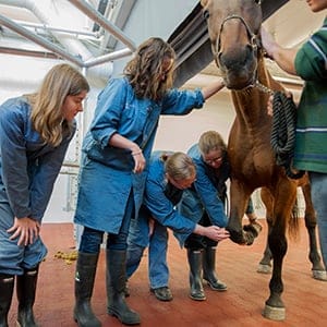 Students at the Ontario Veterinary College at the University of Guelph. (Photograph by Cole Garside)