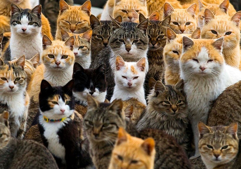 Cats crowd the harbour on Aoshima Island in the Ehime prefecture in southern Japan February 25, 2015. An army of cats rules the remote island in southern Japan, curling up in abandoned houses or strutting about in a fishing village that is overrun with felines outnumbering humans six to one. Picture taken February 25, 2015. (Thomas Peter/Reuters)