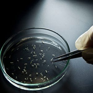 Aedes aegypti mosquitos are seen in containers at a lab of the Institute of Biomedical Sciences of the Sao Paulo University, on January 8, 2016 in Sao Paulo, Brazil. (Nelson Almeida/AFP/Getty Images)