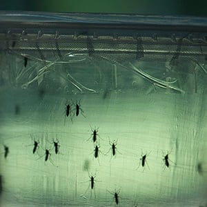 Aedes aegypti mosquitos are seen in containers at a lab of the Institute of Biomedical Sciences of the Sao Paulo University, on January 8, 2016 in Sao Paulo, Brazil. Researchers at the Pasteur Institute in Dakar, Senegal are in Brazil to train local researchers to combat the Zika virus epidemic. / AFP / NELSON ALMEIDA        (Photo credit should read NELSON ALMEIDA/AFP/Getty Images)