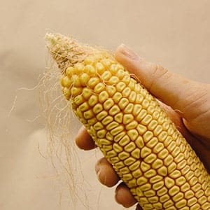 A scientist examines an ear of corn in one of Monsanto's GMO testing labs. (Daniel Shea)