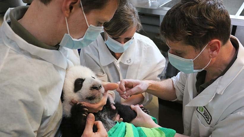Zookeepers provide a health check to one of the Giant Panda cubs. (Toronto Zoo).