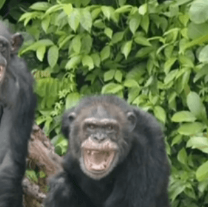 chimps-monkey-island-300x300