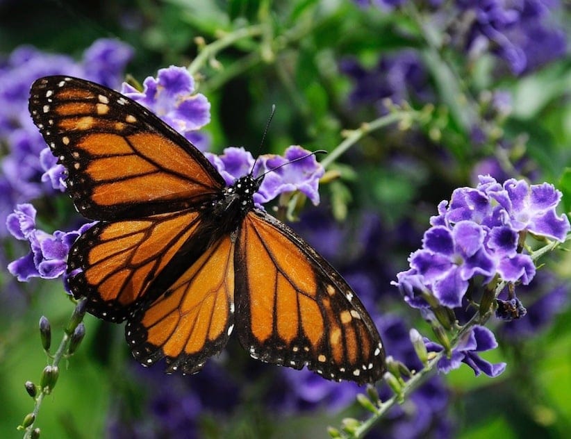 A monarch butterfly feeds on a duranta flower in Houston. (AP Photo/Pat Sullivan,File)