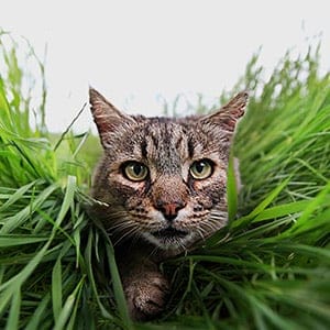 Cat in the grass. (Istock)
