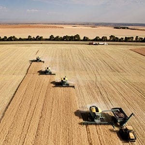 Canola farming. (Shutterstock)