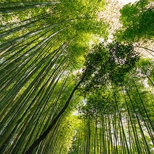 Beautiful green bamboo forest in Japan