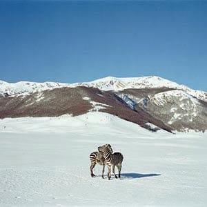 Paola Pivi, Untitled (Zebras), 2003. (Paola Pivi/Hugo Glendinning/Galerie Perrotin, Paris)