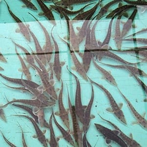 Sturgeon at the Breviro Caviar are seen on November 10, 2014. (Deborah Irvine Anderson/CBC)