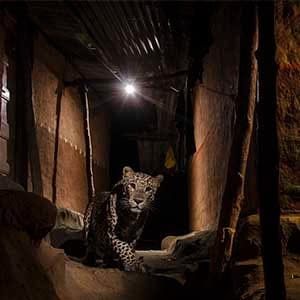 The alley cat
Nayan Khanolkar
INDIA
Winner, Urban
At night, in the Aarey Milk Colony in a suburb of Mumbai bordering Sanjay Gandhi National Park, leopards slip ghost-like through the maze of alleys, looking for food (especially stray dogs). The Warli people living in the area respect the big cats. Despite close encounters and occasional attacks (a particular spate coinciding with the relocation of leopards from other areas into the park), the cats are an accepted part of their lives and their culture, seen in the traditional paintings that decorate the walls of their homes. The leopard is not only the most versatile of the world’s big cats but possibly the most persecuted. With growing human-leopard conflicts elsewhere grabbing the headlines, Nayan was determined to use his pictures to show how things can be different with tolerance and planning. Once he had convinced the Warli people of his plan, they supplied him with valuable information, as well as keeping an eye on his equipment. Positioning his flashes to mimic the alley’s usual lighting and his camera so that a passing cat would not dominate the frame, he finally – after four months – got the shot he wanted. With a fleeting look of enquiry in the direction of the camera click, a leopard went about its business alongside people’s homes. Nayan hopes that those living in Mumbai’s new high-rise developments now impinging on the park will learn from the Warli how to co‑exist with the original inhabitants of the land.
Nikon D7000 + 18–105mm f3.5–5.6 lens at 21mm; 1/20 sec at f7.1; three Nikon flashes; Trailmaster infrared triggers; custom-made housing.
(Nayan Khanolkar)