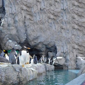 Adults and children check out penguins at the Calgary Zoo in Calgary, Alberta. (Larry MacDougal/CP)