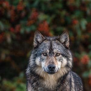 Staqeya the wolf, he swims between the islands within sight of Victoria, feeding mostly on seals and occasionally keeping vigil on the rocks, to the delight of people on passing boats. Residents of the B.C. capital say they sometimes hear him howling in the night.  (Cheryl Alexander/www.wildawake.com)