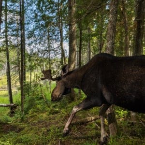 A camera trap captures a bull mose, Alces alces, as it descends to a forest clearing, New Brunswick, Canada.