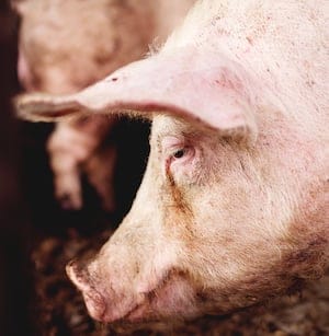 Pig trial_feature