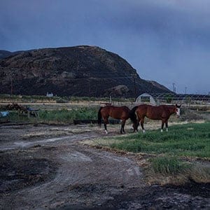 Horses that survived a wildfire stand outside a neighbouring home to feed after numerous homes were destroyed by fire on the Ashcroft First Nation, near Ashcroft, B.C., late Sunday July 9, 2017. (Darryl Dyck/CP)