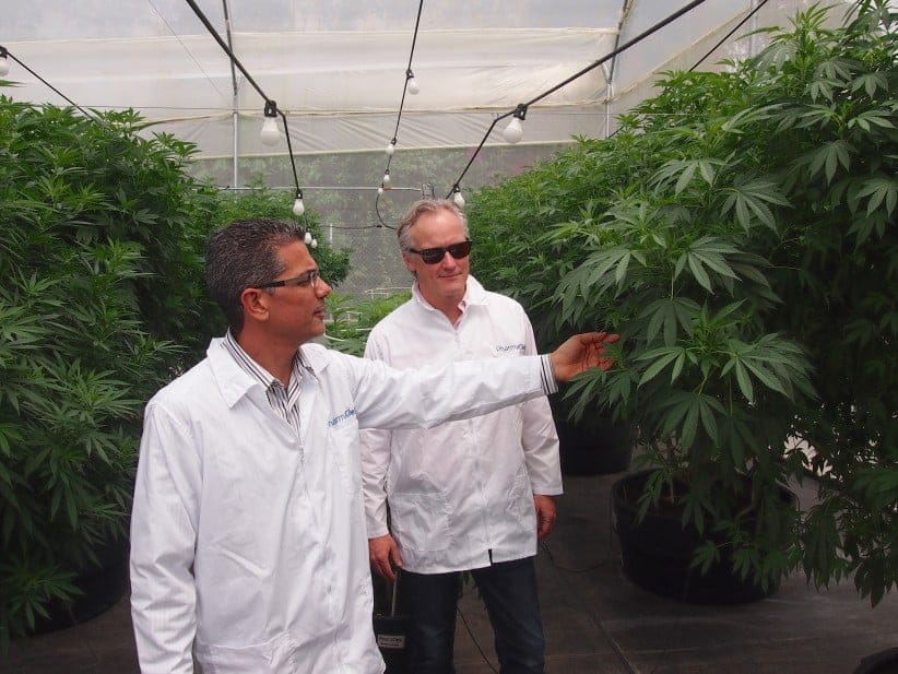 Left: Marcelo Siqueira, COO of PharmaCielo Colombia Holdings S.A.S.
Right (with sunglasses): Patricio Stocker, President and CEO, PharmaCielo Ltd.

Inside greenhouses at PharmaCielo Colombia Holdings (a subsidiary of
Toronto-based PharmaCielo Ltd.) property in Rionegro, Colombia, an
hour's drive east of Medellin. (Brian Hutchinson)
