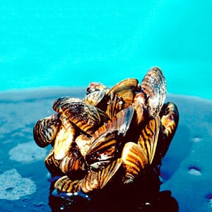 Shipping companies, scientists and environmentalists have long debated how to stop the onslaught of exotic species such as zebra mussels in the Great Lakes. Now, lawyers are getting involved. Many of the 183 invasive species known to inhabit the lakes arrived in ballast water dumped by oceangoing ships. A Michigan law that took effect this year requires freighters to sterilize ballast before discharging it into the state's waters. (U.S. Department of Agriculture/AP/CP)