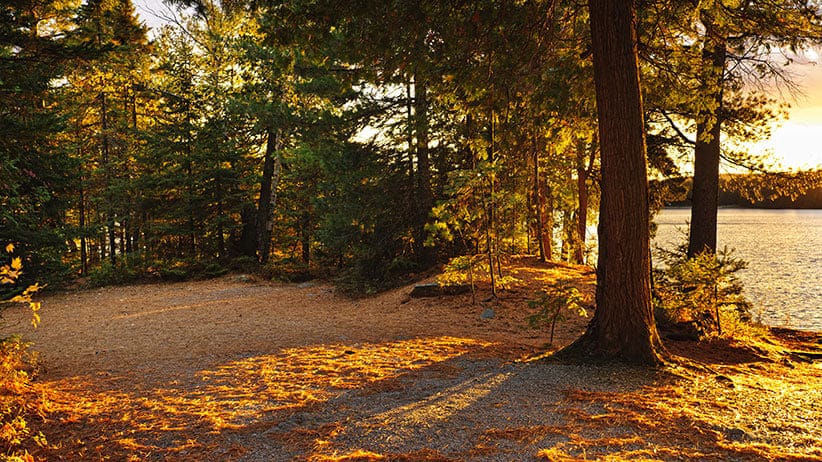 Fall trees and clearing at sunset near Lake of Two Rivers in Algonquin Park, Ontario, Canada. (Elena Elisseeva/Shutterstock)