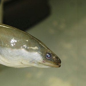 An American eel is seen in Ontario, Canada.  New York and Canadian scientists say the American eel is vanishing from Lake Ontario and the St. Lawrence River, where it once numbered in the tens of millions.  (Ontario Ministry of Natural Resources/AP/CP)