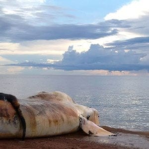 The carcass of a right whale is prepared to be towed out to sea near Norway, Prince Edward Island, Canada June 28, 2017.  (Fisheries and Oceans Canada/Reuters)