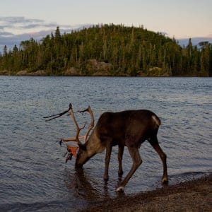 Woodland caribou, Ontario, Canada. (Gary and Joanie McGuffin/WWF-Canada)