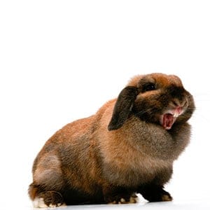 When rabbits attack. (iStock)