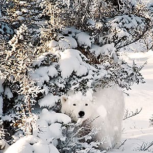 Polar Bear, Ursus Maritimus, cub amongst snow covered trees Churchill, Manitoba, Canada. (Michelle Valberg/Getty Images)