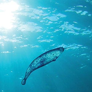 Narwhal