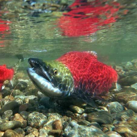 Conversation_salmon_feature