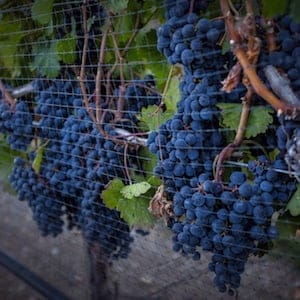 Ripe grapes hang on vines protected from birds with a net at the Okanagan Valley's River Stone Estate Winery in Oliver, B.C., Monday, Sept. 12, 2016. U.S. Trade Representative Robert Lighthizer has an issue with getting agricultural products to Canada, and it might not be the ones you think. THE CANADIAN PRESS/Jeff McIntosh