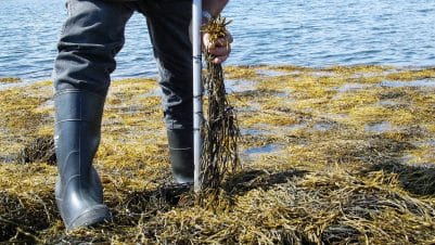 In this undated handout photo provided by Source, Inc., a Gavin Hood uses a "truth pipe" to measure plants to make sure workers are meeting cut height restrictions of rock weed harvested on the Maine coast. (AP Photo/Source Inc.)