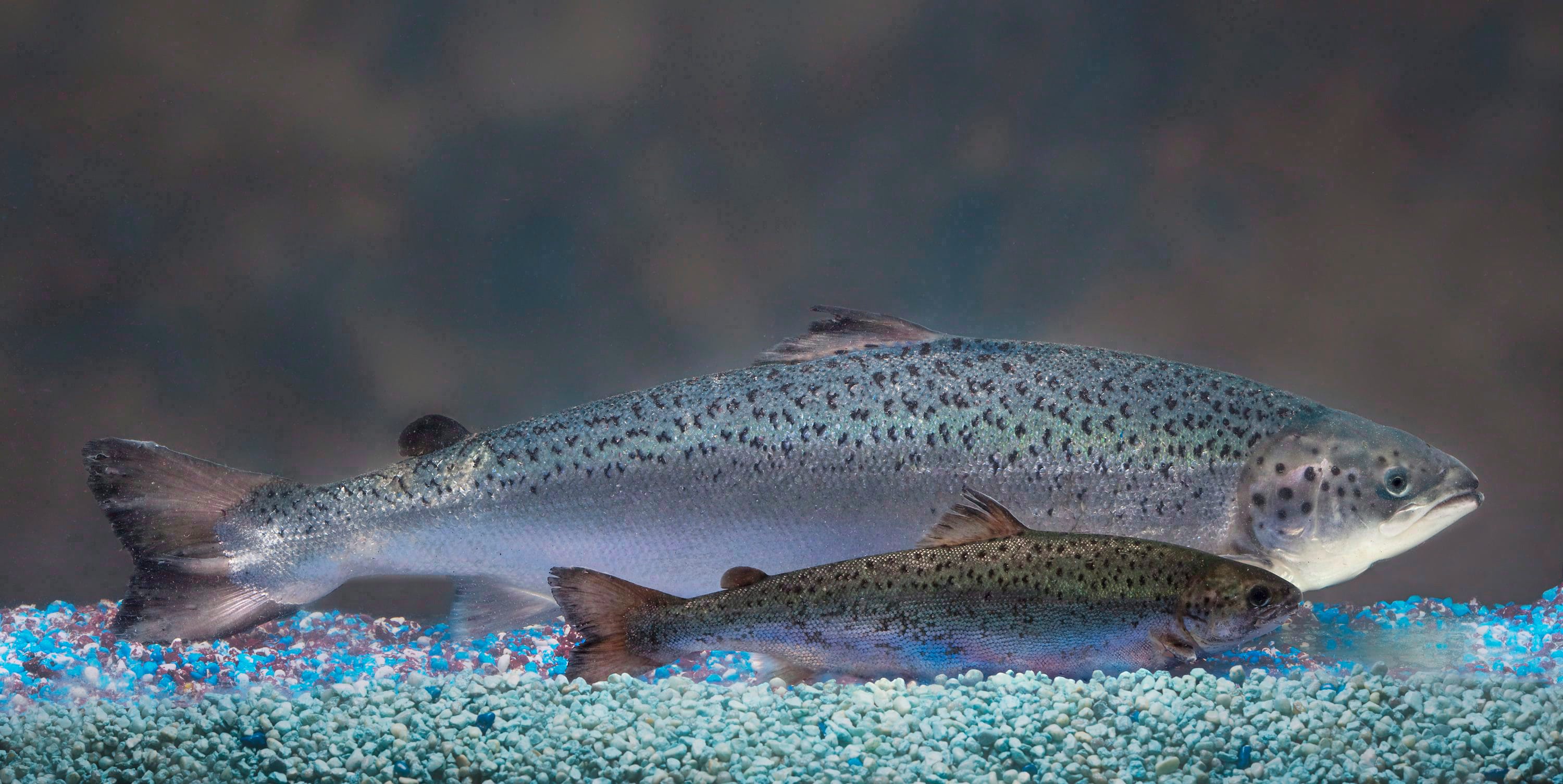 This 2010 handout photo provided by AquaBounty Technologies shows two same-age salmon, a genetically modified salmon, rear, and a non-genetically modified salmon, foreground. Genetically engineered salmon created in Canada are getting closer to becoming the first transgenic animal to make it onto a menu, after the U.S. Food and Drug Administration found the fish will have no significant environmental impact.THE CANADIAN PRESS/HO, AquaBounty Technologies - Barrett &amp; MacKay Photography