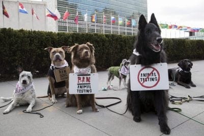 IMAGE DISTRIBUTED FOR THE BODY SHOP - A group of dogs gather outside the United Nations Headquarters to campaign against animal testing in cosmetics on Wednesday 24 January 2018, in New York. The protest is in support of Forever Against Animal Testing, a campaign from The Body Shop and Cruelty Free International which is calling on the UN to end a practice that harms up to 500,000 animals in cruel tests every year. The Body Shop and Cruelty Free International have met with UN representatives to discuss the topic and further the campaign. Consumers around the world can join the protest online by signing the campaign petition https://foreveragainstanimaltesting.com/page/9583/petition/1 (Andrew Kelly/AP Images for the Body Shop)